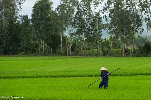 color colour vietnam farmer ricefield ricepaddy khánhhoà khanhdien