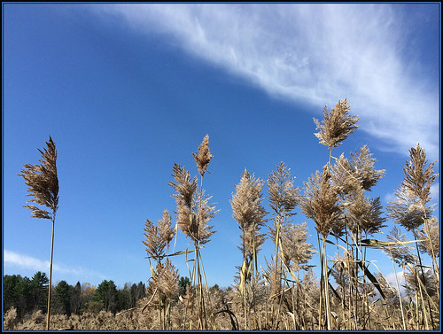 blue sky nature seasons heavens reedgrass