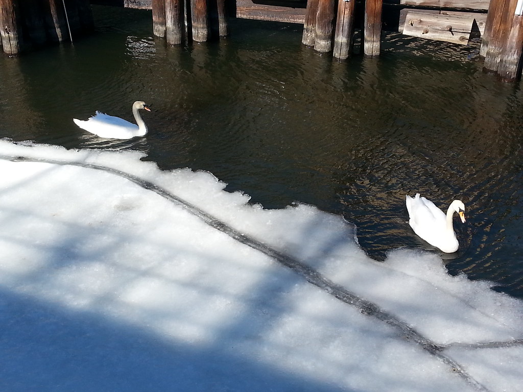 Swan (frozen) Lake
