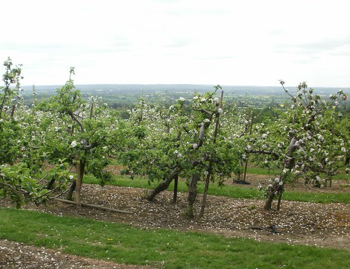 Fruit trees in blossom Kent OLYMPUS DIGITAL CAMERA