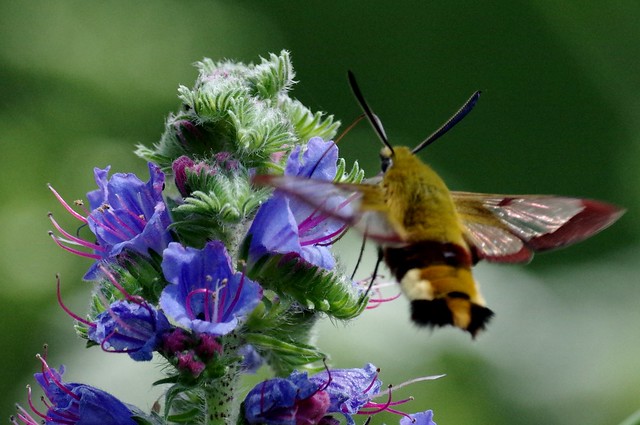 IMGP9682  Broad-bordered Bee Hawk Moth, Lackford, June 2016