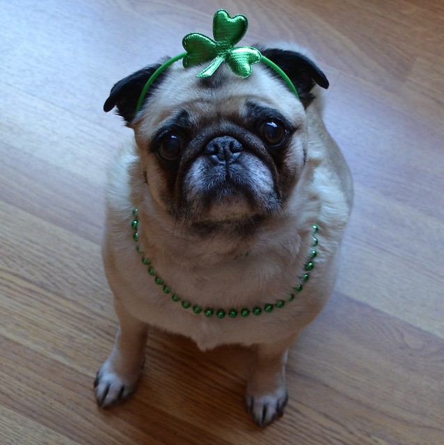 St. Patrick's Day Pug