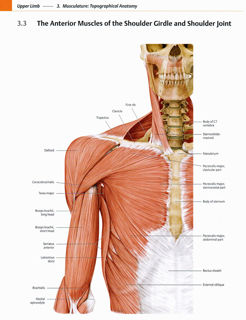 Shoulder Muscles Anatomy Anatomy Drawing Diagram