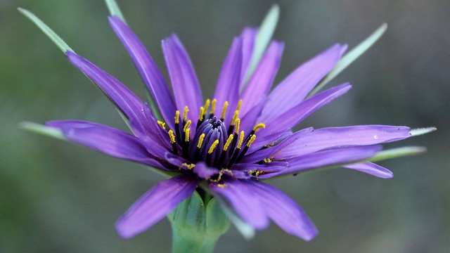 126 (3) Purple Wildflower