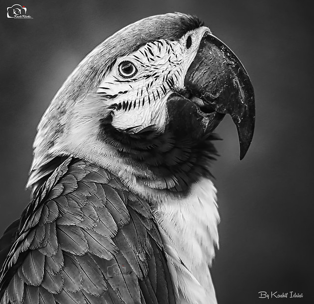 Portraiture Of A Macaw (Parrot)