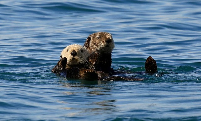 Sea Otters Prince William Sound Valdez Alaska USA North America