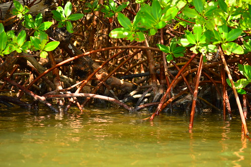 island florida fl mangroves captiva
