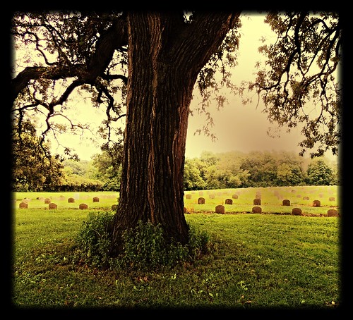 cemetery graveyard forgotten mentalinstitution dixonstateschool