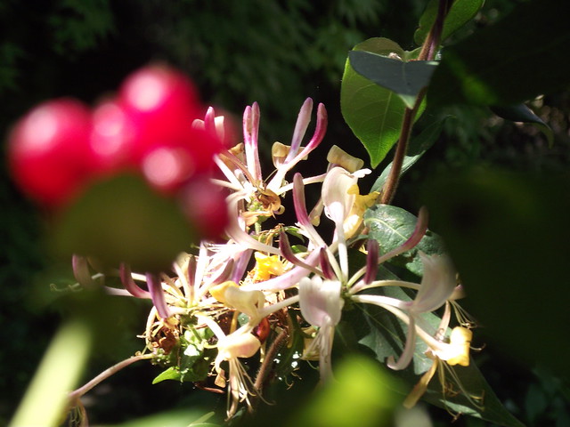 Plants and Flowers and trees. | Flickr