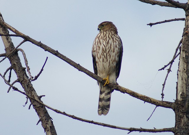 Sharp-shinned Hawk at Arcata Marsh.  I was just informed by two people in Birding California on fb that this is a Cooper's.