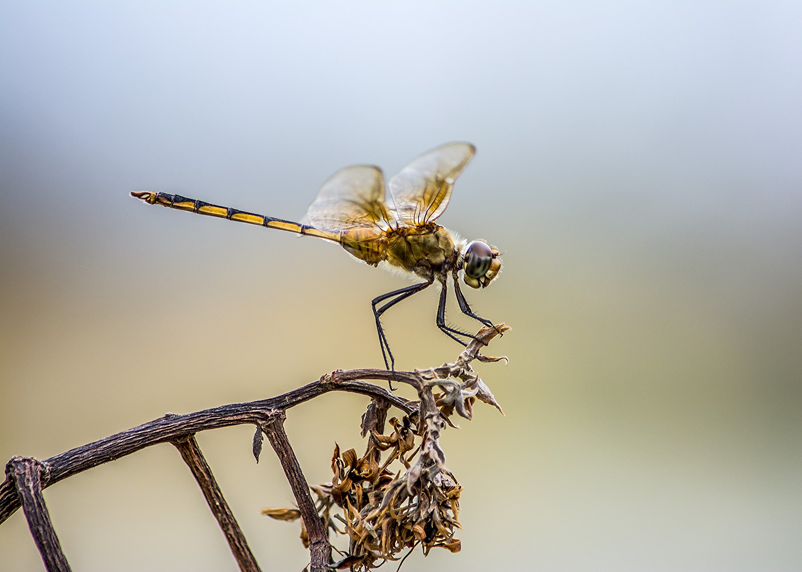 Dragonfly - Libelula