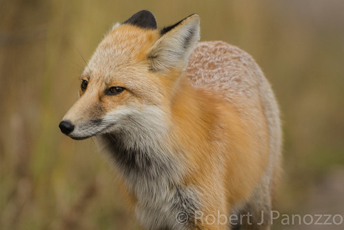 fox yellowstonenationalpark yellowstone redfox