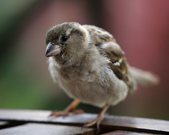 Sparrow Looks For Handout