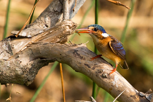 bird eating wildlife uganda murchisonfallsnationalpark alcedocristata landscapeformat westernregion nwoya