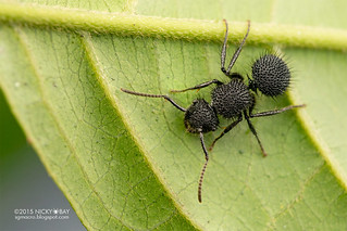 Ant (Echinopla cf. melanarctos) - DSC_5004
