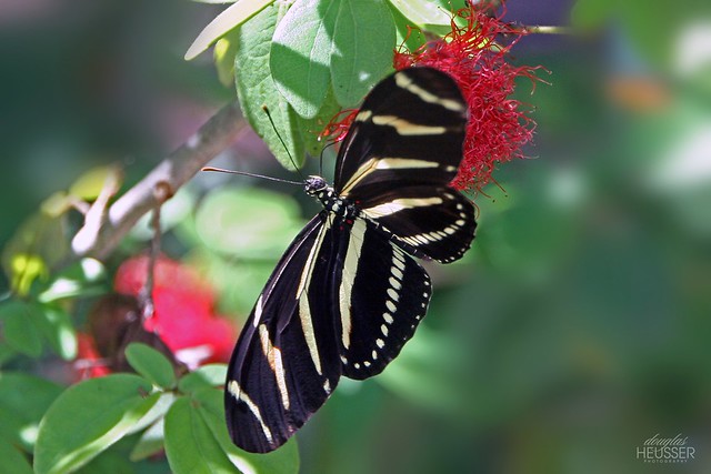 Zebra Longwing Butterfly (Heliconius charithonia)