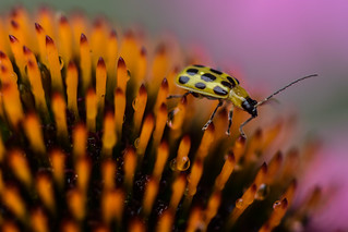 beetle with yellow carapace & black spots | cucumber ...