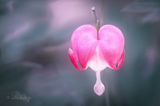 Einsames Herz / Lonely Heart | by Claudia Bacher Photography