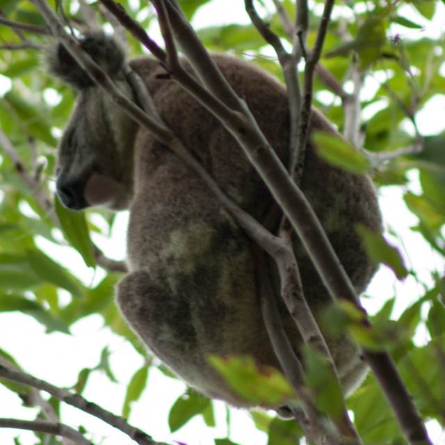 Koala in tree at Cleveland, QLD 4163 Australia