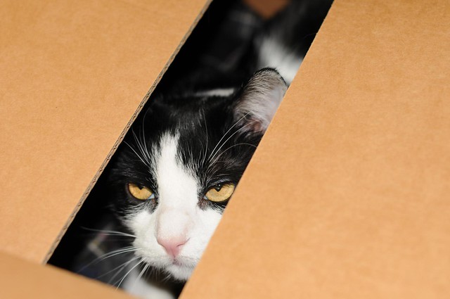 Gatto in scatola 3