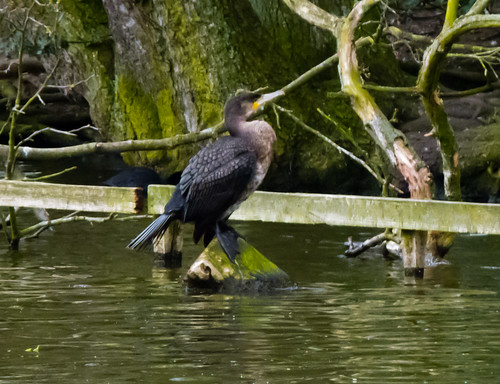 Young cormorant, West Park