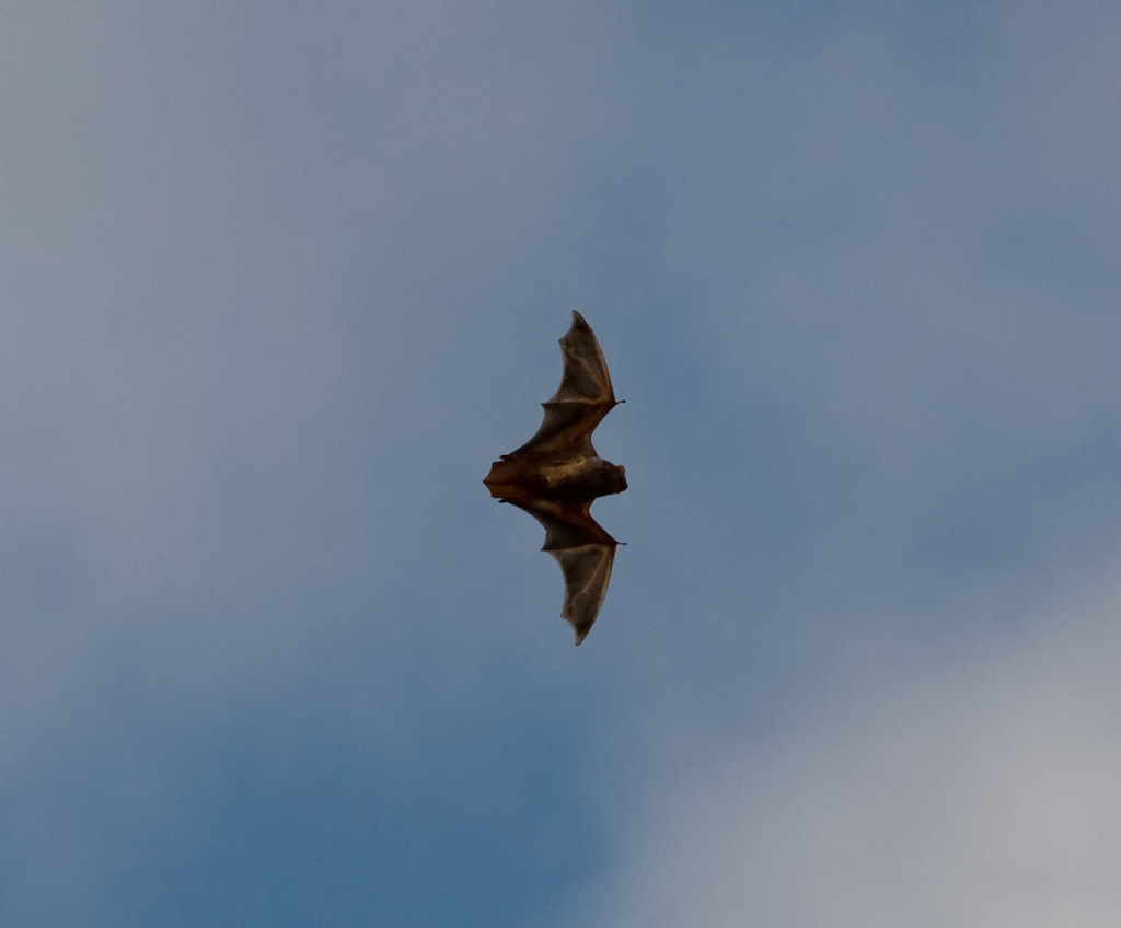 Bat