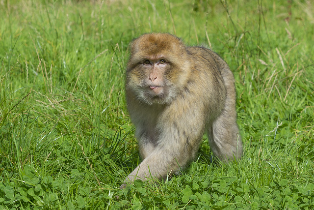 Barbary monkey