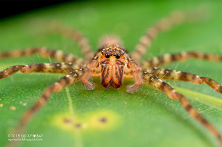 Huntsman spider (Heteropoda sp.) - DSC_6172