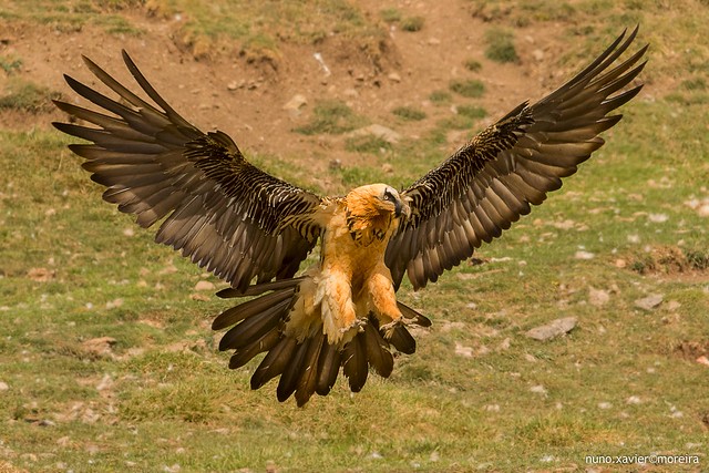 Quebra-ossos, Bearded vulture (Gypaetus barbatus)
