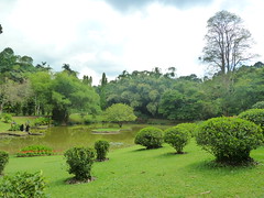 Pond in the Botanical Gardens, Kandy