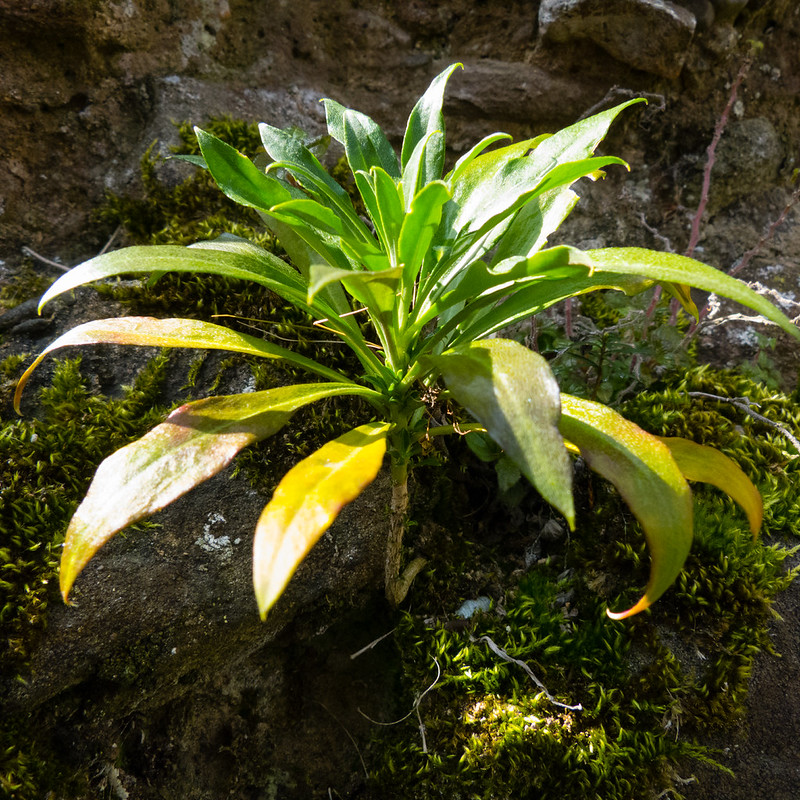Wallflower growing on Bridgnorth Castle wall