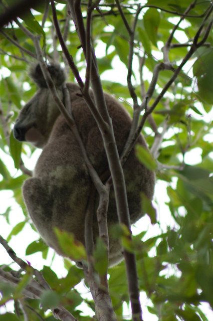 Koala in tree in Cleveland QLD 4163 Australia