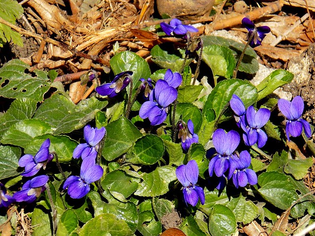 миризлива горска теменуга ( Viola odorata )  wood violet