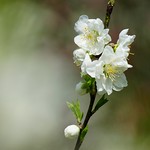 もも (桃) /Prunus persica