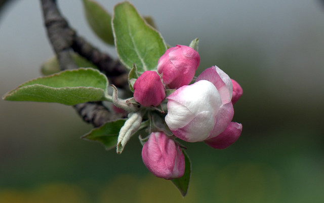 Apple blossom - Melo (Malus domestica)_003