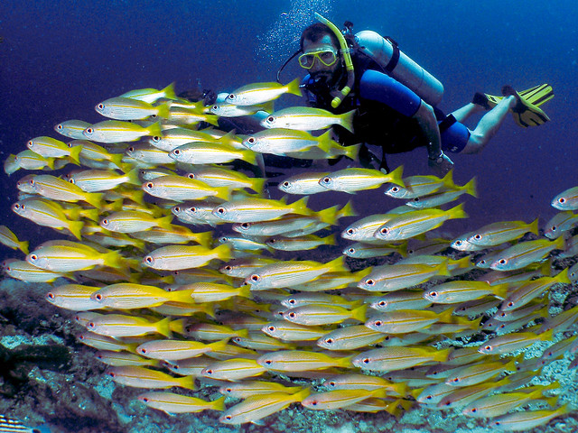 scubafish-underwater-53.jpg