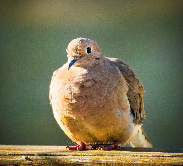 Fluffed Dove