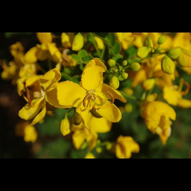 Yellow flowers I my #garden taken with my #pentaxk20d #sigma20-40f2.8 #sigma lens