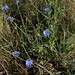 Flickr photo 'chicory, Cichorium intybus' by: Jim Morefield.
