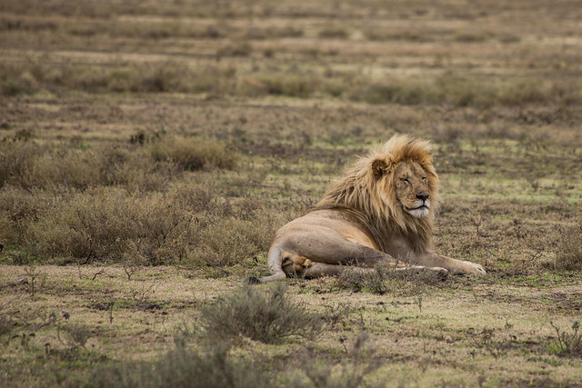 The King in Serengeti