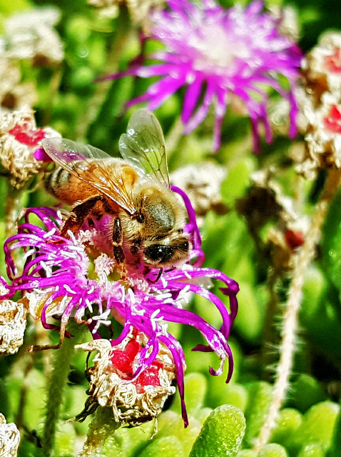 Honey Bee with Samsung Galaxy S6