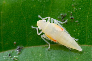 Leafhopper nymph (Cicadellidae) - DSC_2703