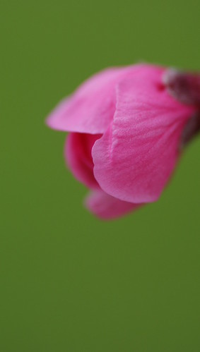 Pink Plum | by [ Kay ]