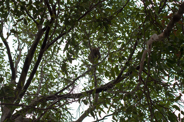 Can you see the koala in the tree?