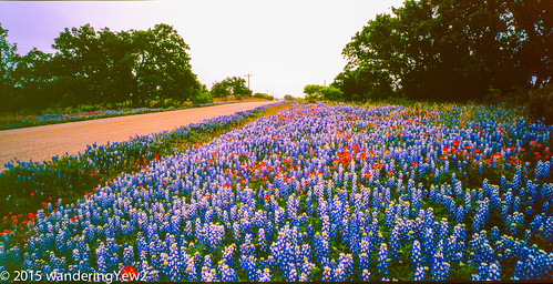 flower 120 film mediumformat texas bluebonnet panoramic wildflowers hillcountry wildflower filmscan indianpaintbrush texaswildflowers texashillcountry panoramiccamera 21panoramic 6x12 horseman6x12panoramiccamera horseman612panoramiccamera