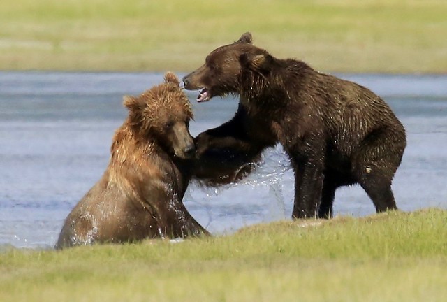 Katmai Coastal Brown Bears Sparring Lake Clark National Park & Preserve Alaska