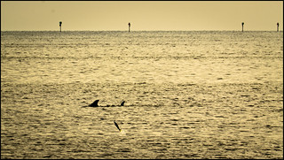 Dolphins Fishing at Sunset