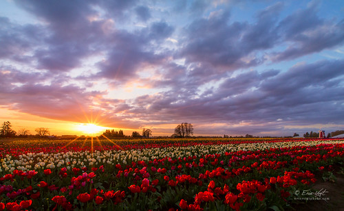 sunset flower color oregon spring colorful tulips woodburn woodenshoetulipfarm woodenshoetulipfestival