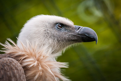 Griffon Vulture Portrait | mhx | Flickr