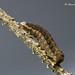 Flickr photo 'Noctua comes (Hübner, 1813) caterpillar' by: Marcello Consolo.
